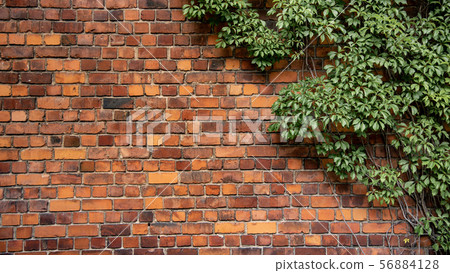 Climbing plant growing on antique brick wall Climbing plant growing on antique brick wall 56884128