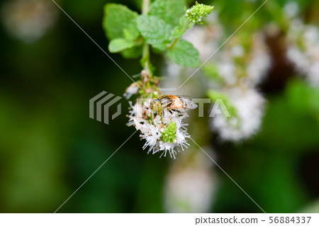 Kigoshishana Kigoshishana 56884337