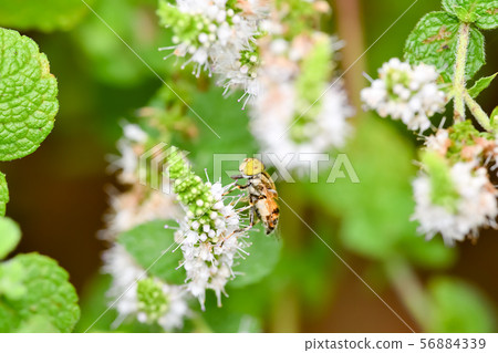 Kigoshishana 56884339