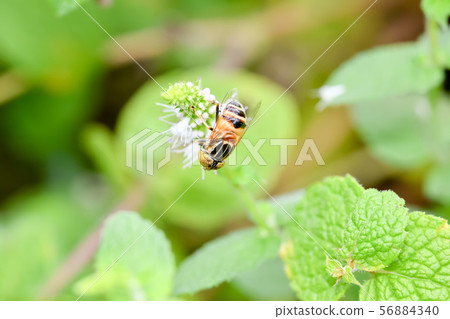 Kigoshishana 56884340