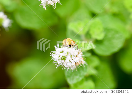 Kigoshishana 56884341