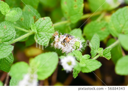 Kigoshihanaabu Kigoshihanaabu 56884343