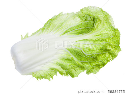 back side of fresh green leaf of Napa cabbage 56884755