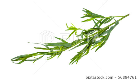 twig of fresh tarragon (estragon) isolated 56884761