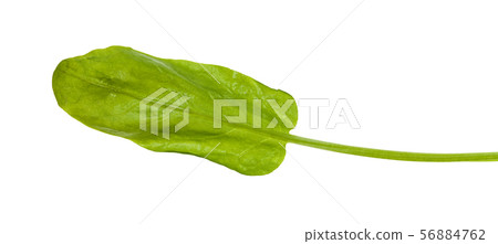 grean leaf of sorrel herb isolated on white 56884762