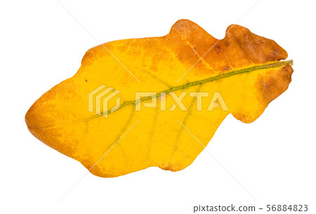 fallen yellow oak leaf isolated on white fallen yellow oak leaf isolated on white 56884823