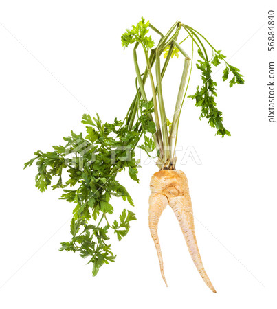 fresh garden parsley with fused roots and foliage 56884840