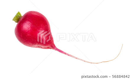 single root of organic red radish isolated single root of organic red radish isolated 56884842