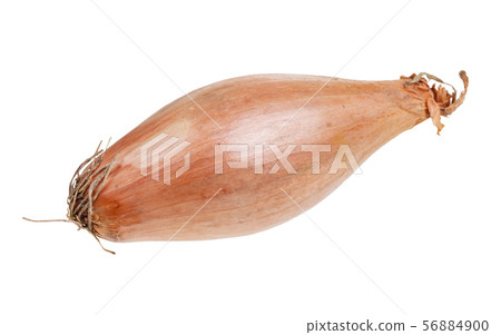 single bulb of shallot onion isolated on white 56884900
