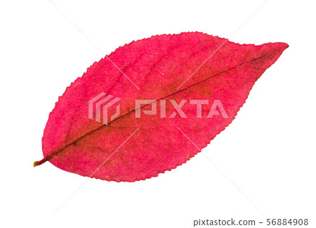 autumn pink leaf of euonymus plant isolated autumn pink leaf of euonymus plant isolated 56884908