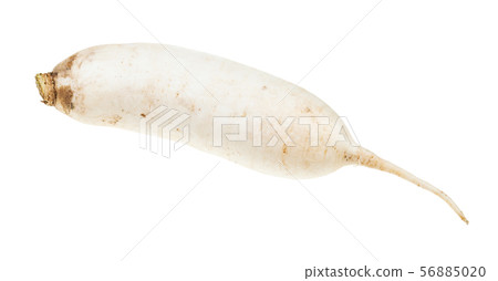 fresh root of Daikon long white radish isolated 56885020