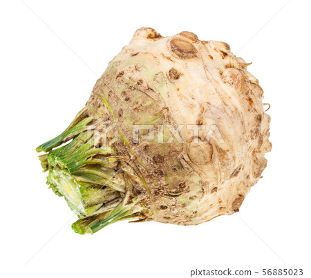 side view of fresh celeriac (celery root) isolated side view of fresh celeriac (celery root) isolated 56885023