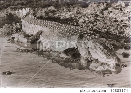 in  australia  reptile crocodile in the river 56885174