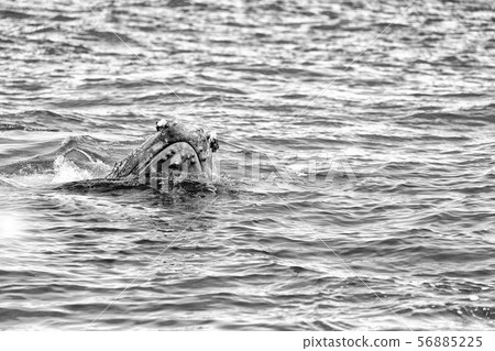 in australia a free whale in the ocean in australia a free whale in the ocean 56885225