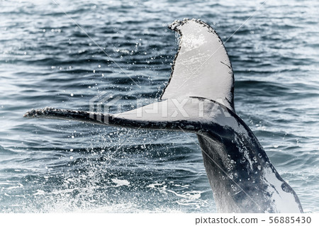 in australia a free whale in the ocean 56885430