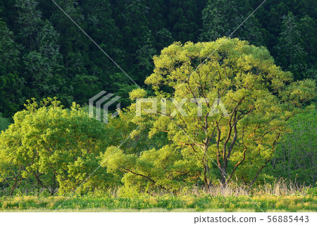 Spring morning Spring tree 56885443