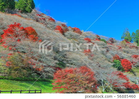 [Aichi Prefecture] Kawami four seasons cherry blossoms and autumn leaves under fine weather 56885460