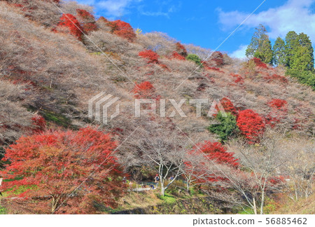 [Aichi Prefecture] Kawami four seasons cherry blossoms and autumn leaves under fine weather 56885462