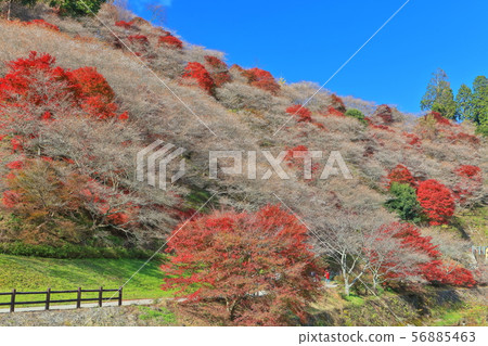 [愛知縣]川面四季櫻花和秋天的好葉子 56885463