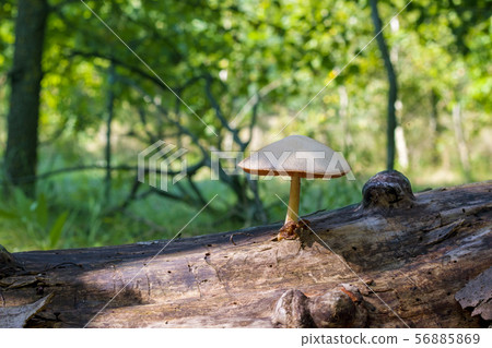 poisonous mushroom grows from log poisonous mushroom grows from log 56885869