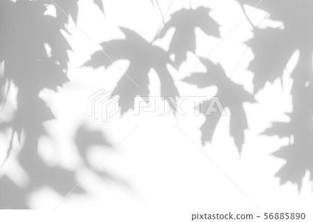 gray shadow of the leaves on a white wall gray shadow of the leaves on a white wall 56885890