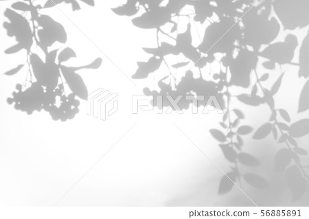 gray shadow of the leaves on a white wall gray shadow of the leaves on a white wall 56885891