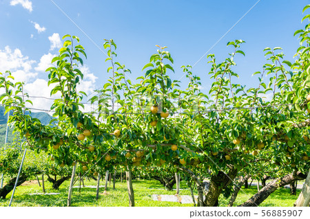 梨樹 56885907