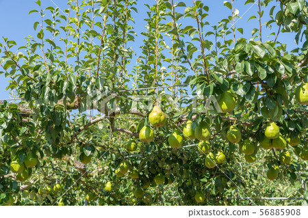 梨樹 56885908