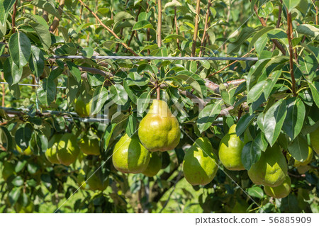 Pear tree Pear tree 56885909