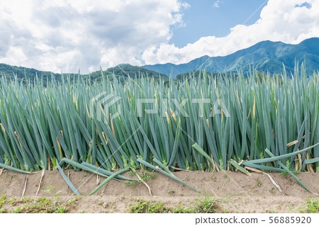 Negihatake Negihatake 56885920