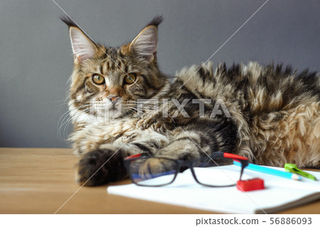 Portrait of Maine Coon cat lies on a wooden table Portrait of Maine Coon cat lies on a wooden table 56886093