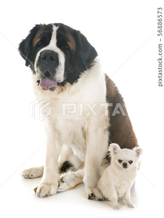 saint bernard and chihuahua saint bernard and chihuahua 56886573