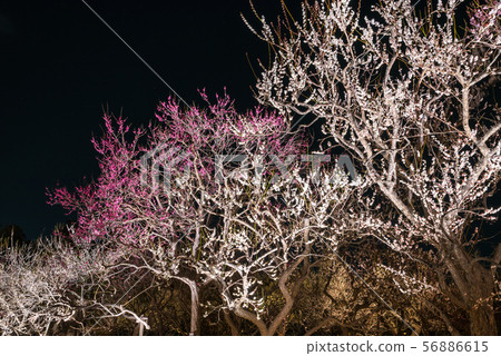 Kairakuen Umebayashi Night Plum Lights Up (Mito City, Ibaraki Prefecture) March 2019 56886615