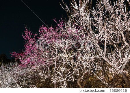 Kairakuen Umebayashi Night Plum Lights Up (Mito City, Ibaraki Prefecture) March 2019 Kairakuen Umebayashi Night Plum Lights Up (Mito City, Ibaraki Prefecture) March 2019 56886616