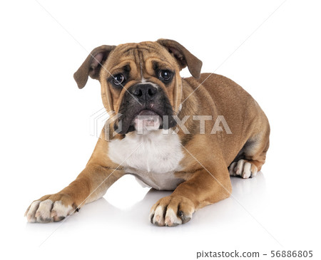 Continental bulldog in studio 56886805