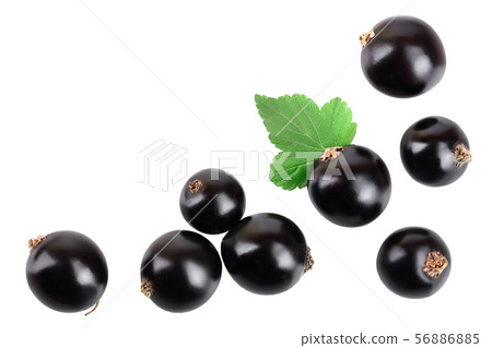 black currant with leaf isolated on white background. Top view. Flat lay pattern. With space for black currant with leaf isolated on white background. Top view. Flat lay pattern. With space for 56886885
