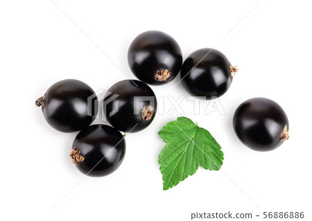 black currant with leaf isolated on white background. Top view. Flat lay pattern 56886886