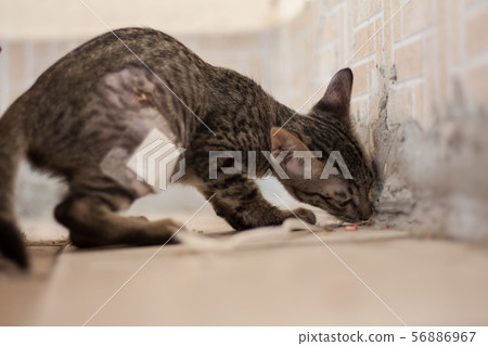 A homeless kitten was injured. A homeless kitten was injured. 56886967