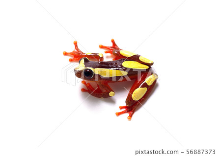 Fuchidoria frog Fuchidoria frog 56887373