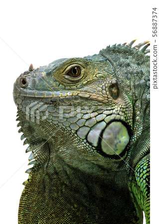 Up of Iguana Up of Iguana 56887374