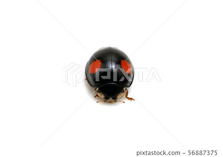 Ladybird Ladybird 56887375