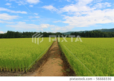 Rural scenery in Uonuma, Niigata 56888330