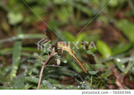 Miyama Macane 56888366