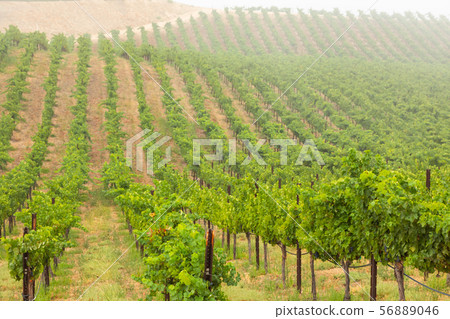 Beautiful Wine Grape Vineyard In The Morning Sun Beautiful Wine Grape Vineyard In The Morning Sun 56889046