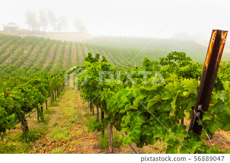 Beautiful Wine Grape Vineyard In The Morning Sun 56889047