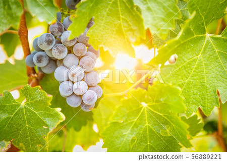 Lush Wine Grapes Clusters Hanging On The Vine 56889221