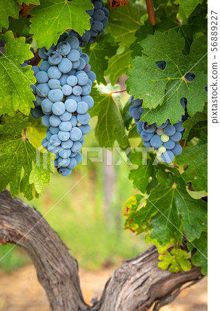 Lush Wine Grapes Clusters Hanging On The Vine 56889227