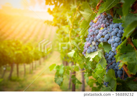 Lush Wine Grapes Clusters Hanging On The Vine 56889232