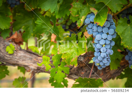 Lush Wine Grapes Clusters Hanging On The Vine Lush Wine Grapes Clusters Hanging On The Vine 56889234