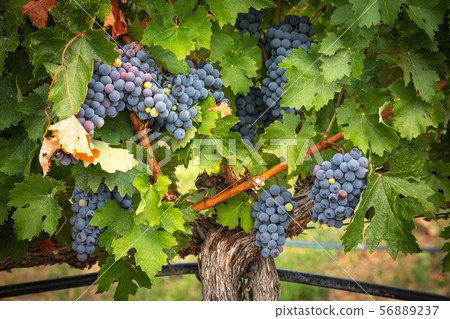 Lush Wine Grapes Clusters Hanging On The Vine Lush Wine Grapes Clusters Hanging On The Vine 56889237